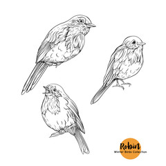 Robin bird - a symbol of Christmas. Set of elements for design Isolated on white background. Realistic sketch drawing. Graphic drawing, engraving style. Vector illustration..