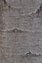 Light wood texture of aspen bark closeup