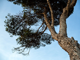 Conifer tree against late afternoon sky