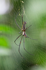 Giant Golden Orb-weaving Spider (Nephila pilipes) female AKA Giant Wood Spider Sinharaja National Park, Sri Lanka