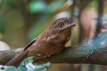 Sri Lanka Frogmouth (Batrachostomus moniliger)