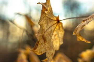 Maple leaves in autumn, close up, blurred background.