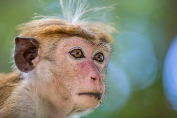 Monkey - macaca sinica Sri lanka