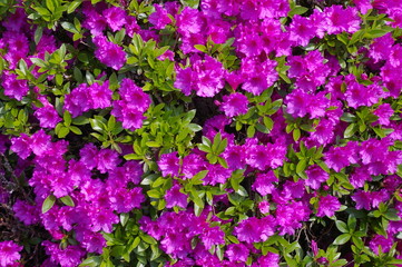 Pretty Pink Background