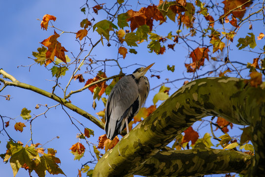 herons percher
