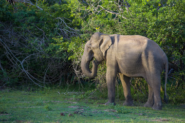 Fototapeta na wymiar Sri Lankan elephant roaming the park.