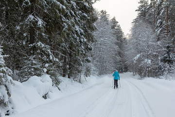 Fototapeta na wymiar walk on ski in the snow-covered forest