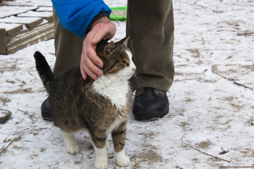 Cat rubbing against male legs on the snow.