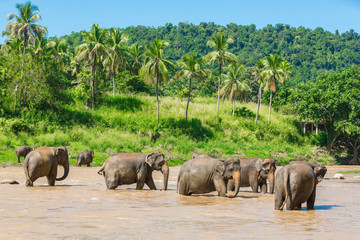 Fototapeta na wymiar Elephants bathing. Sri lankan elephants in the river
