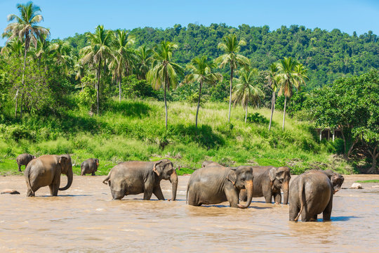 Elephants bathing. Sri lankan elephants in the river