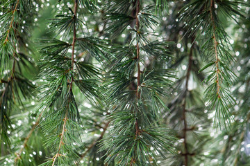 rain and pine