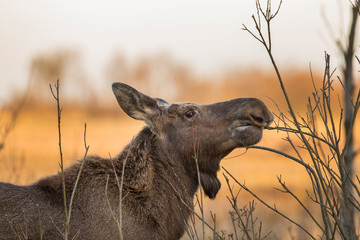 Young Moose bull (Alces alces)