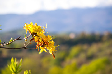 yellow rhododendron