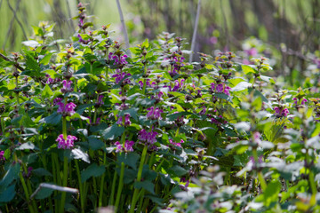 violet flowers in spring
