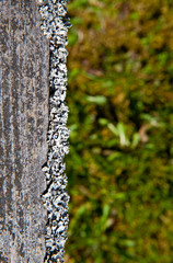 Old grey pine board with moss and lichen
