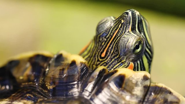 turtle head close-up