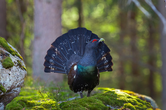Capercaillie (Tetrao urogallus) male in the central european forest