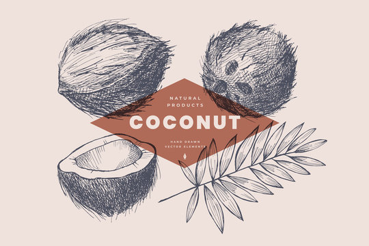 Hand drawn coconut leaf and nut. Natural nuts, chopped and whole. Organic food concept. It can be used for the design of cosmetics, menus and packaging. Vintage botanical illustration.