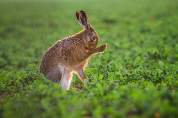 European brown hare (Lepus europaeus)