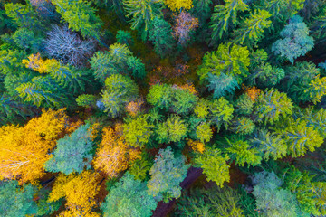 Fototapeta na wymiar Spruce forest in autumn with yellow deciduous trees top aerial view.