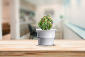 Cement Vase with cactus on vase pot on table