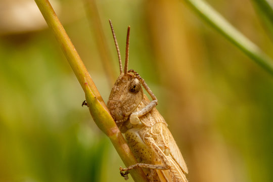 Macro of grashopper scratching its head