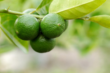Green Lime fruits hanging on a tree