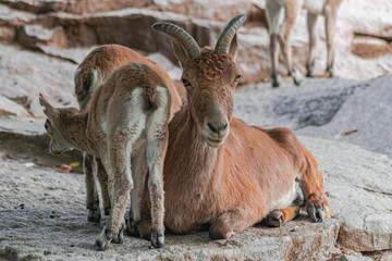  East Caucasian tur, (Capra caucasica cylindricornis), adult female sitting, with young tur, on rocky surface