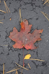 Golden brown maple leaf on black pavement.