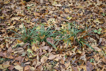 Long green grass in fall leaves.