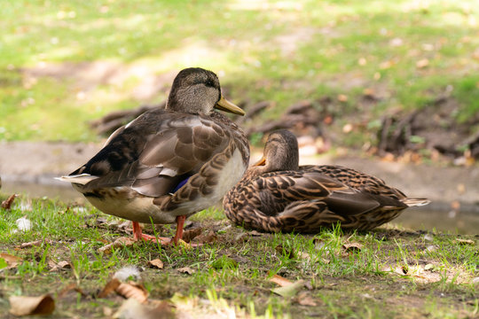 ducks sit on shore of pond of city park