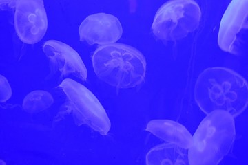 Naklejka na ściany i meble Several blue jellyfish in water
