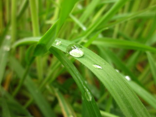 water droplet on grass