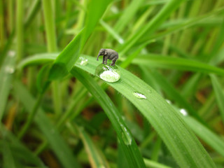 Fototapeta premium elephant on droplet of water