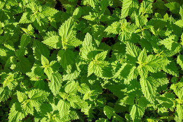 Feuilles d'orties, plante médicinale de nos grand mère