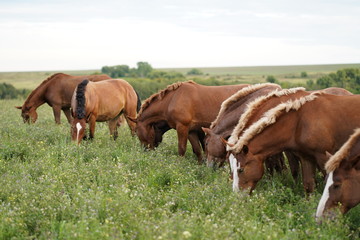 Fototapeta na wymiar two horses on a meadow