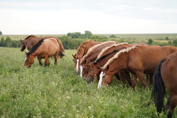 Naklejka na ściany i meble cows on pasture