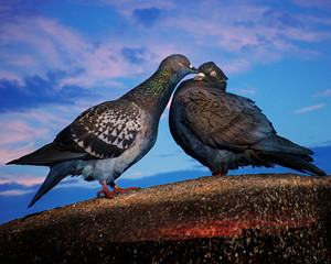 This is love!