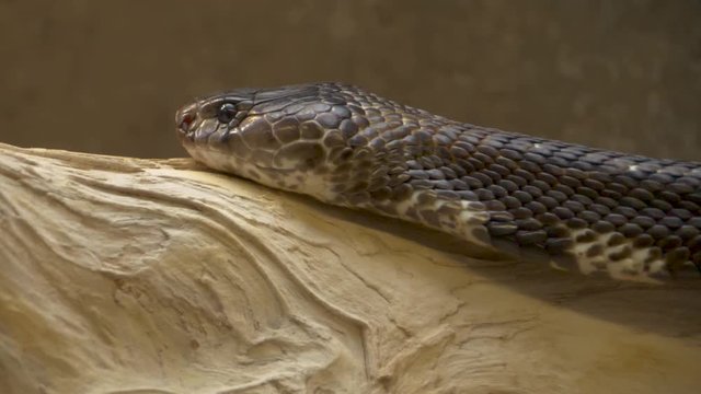 Close up of cobra crawling on a branch in slow motion.