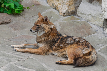 Golden Jackal (canis aureus), laying on rocky surface