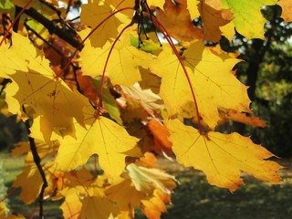 Yellow autumn leaves in the sun in a Hungarian park