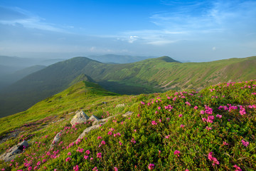  Fields of flowers in the mountains 