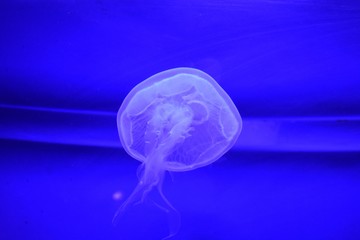 Single jellyfish in the blue water