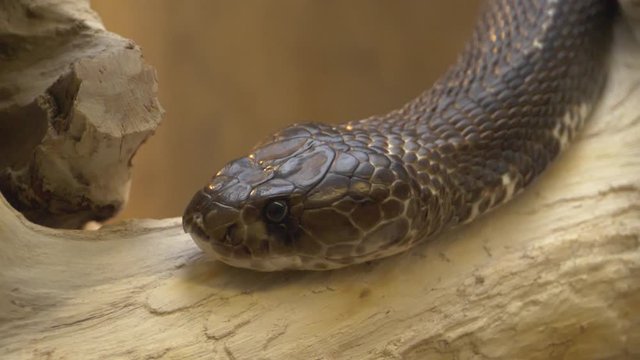 Close up of cobra head crawling on a branch in slow motion and the tongue comes out.
