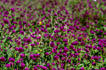 Fototapeta premium センニチコウ