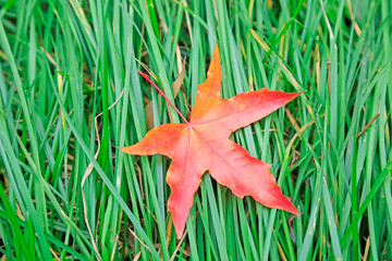 red leaf on the green grass