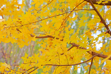 Yellow leaves are in nature