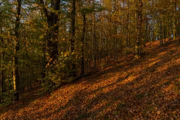 Fototapeta na wymiar Color orange forest in Moravia region in sunny color orange day