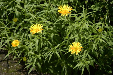 Closeup Buphthalmum salicifolium known as ox-eye with blurred background in garden