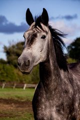 Fototapeta na wymiar Portrait of gray horse in summer